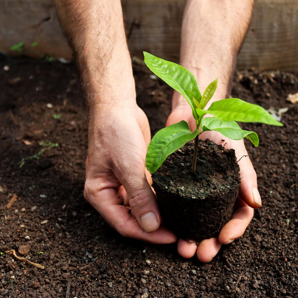 Mãos segurando muda de planta e terra - Composto orgãnico ou terra vegetal - Gongolo Agroecológico - Macacos Nova Lima
